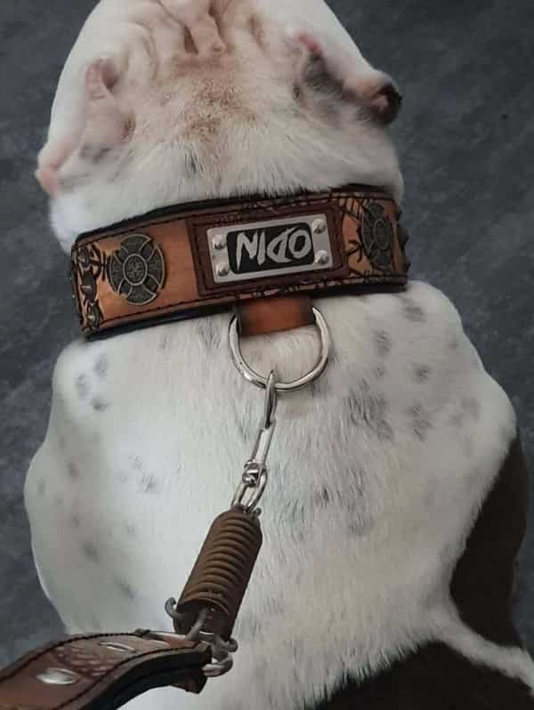 Imagen de un perro american bully con un collar y correa específico para esta raza.