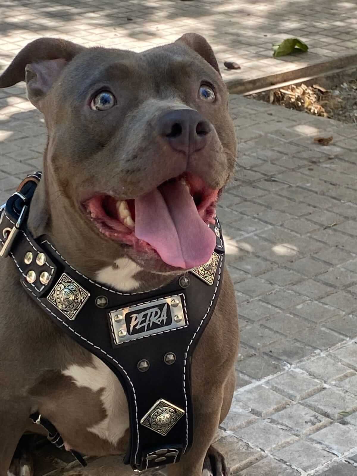 Arneses para perro