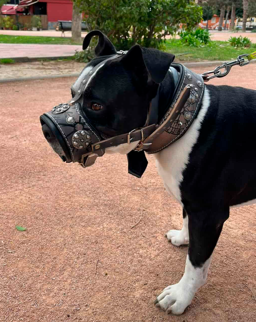 Bozales para perro de cuero con acolchado interior forrado con piel