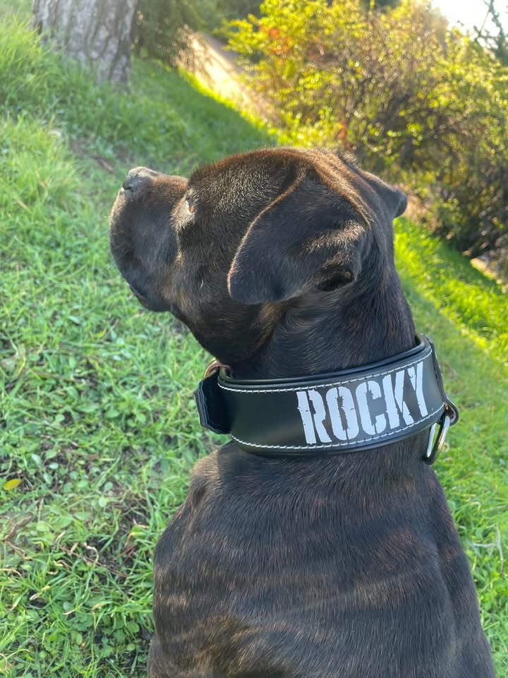 Imagen de un perro raza pitbull con un collar con su nombre