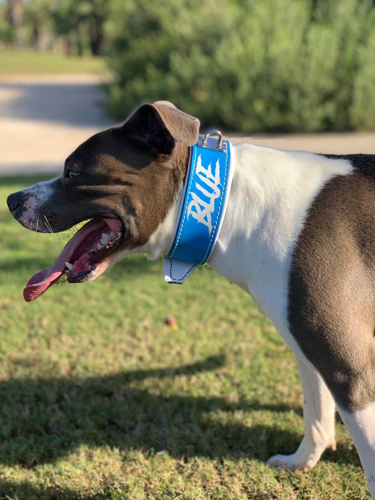 Collares para perro personalizados