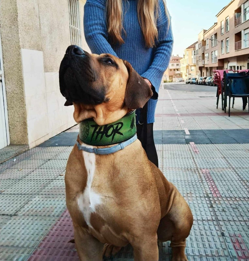 Perro grande con un collar específico para perros de gran tamaño, el collar está personalizado con el nombre y es de color verde