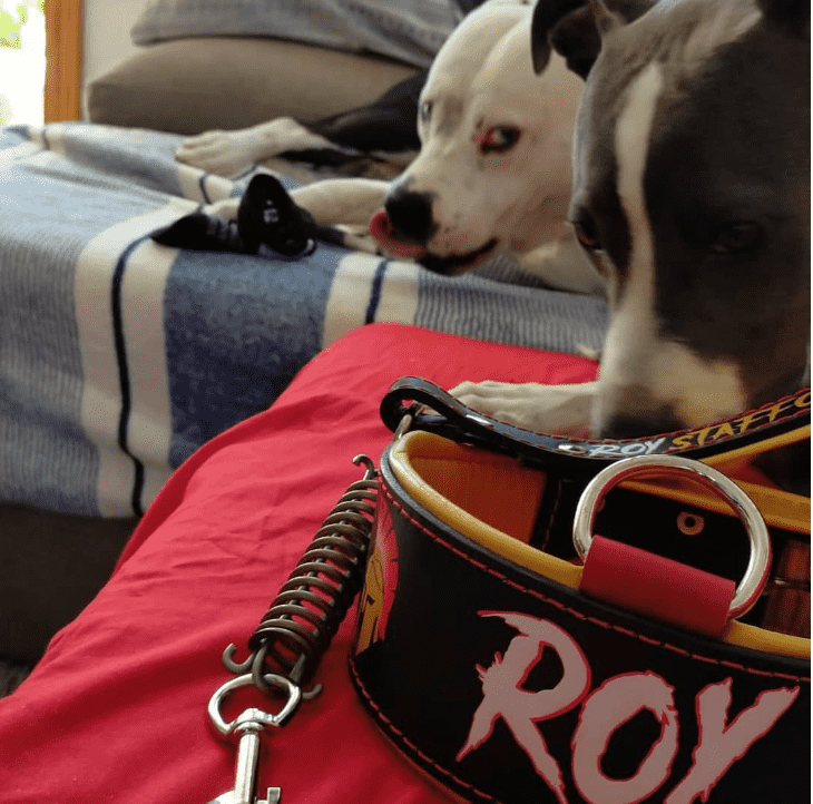 En la imagen se ven dos perros American Staffordshire mirando un collar para perro grande