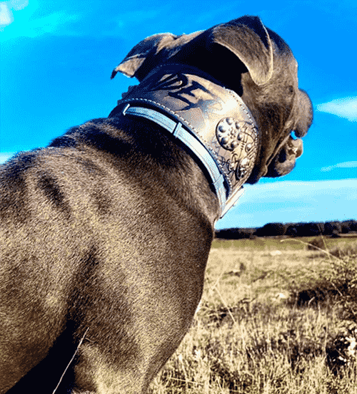 Otra imagen de un perro pitbull con un collar específico para esta raza de perro.