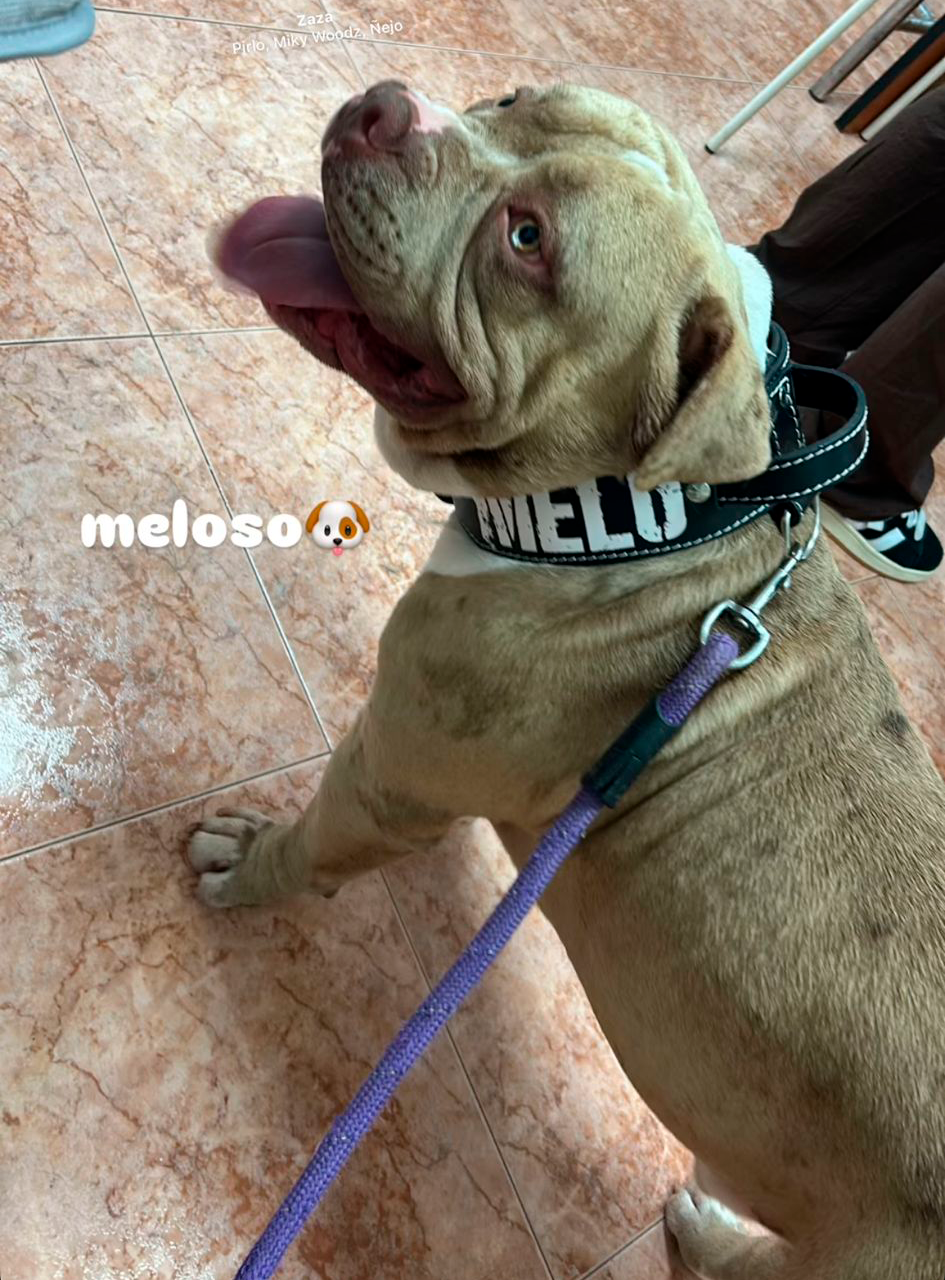 Melo