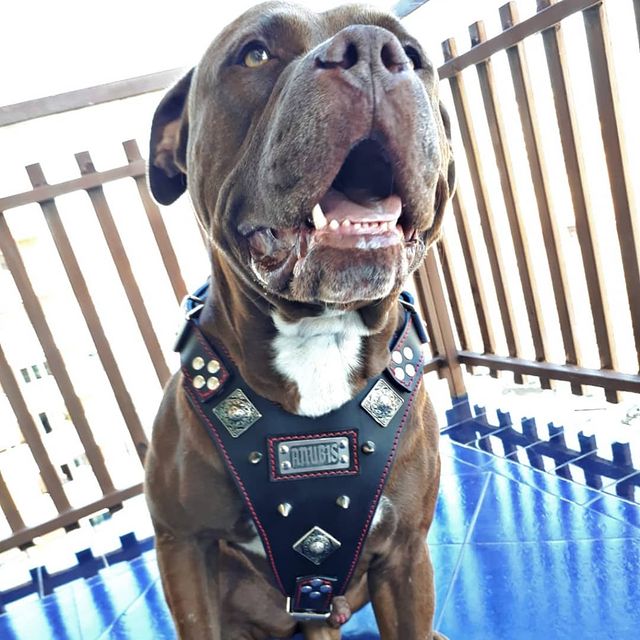 arnés para pitbull