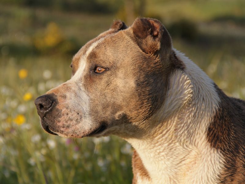 Collares para perros: La Importancia de encontrar el correcto para las razas grandes