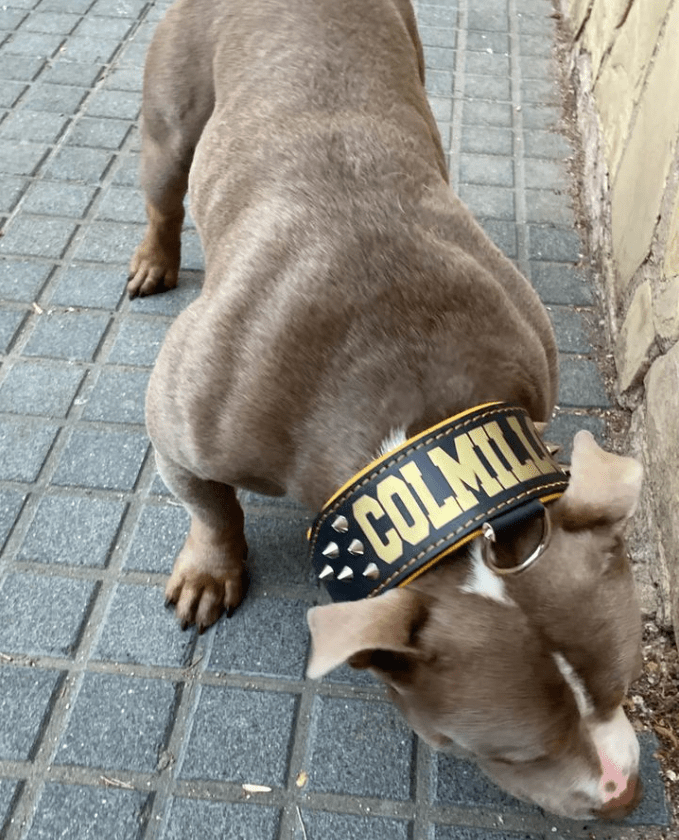 Imagen de perro american bully con el collar puesto. Collar específico para estas razas.
