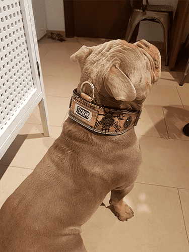 Imagen de perro american bully con un collar específico para estas razas.