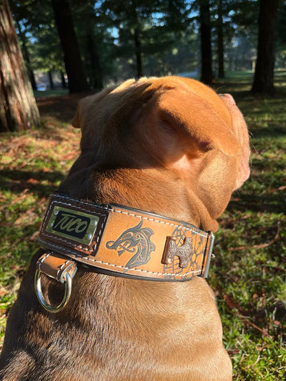 American bully con collar personalizado con el nombre y con grabados vikingos