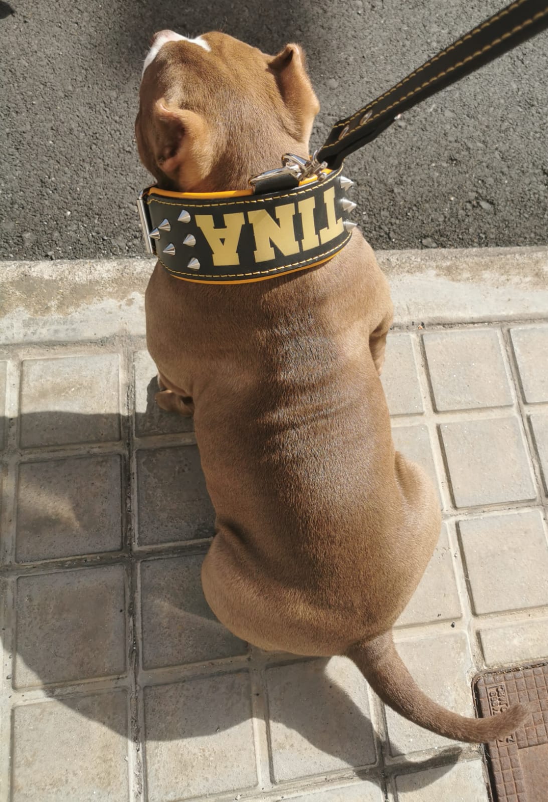 Imagen de perro american bully con el collar puesto. El collar es específico para estas razas.