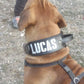 Foto de perro grande con un collar especial para perros de gran tamaño, el collar incorpora un asa y se puede personalizar con el nombre
