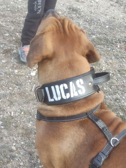 Foto de perro grande con un collar especial para perros de gran tamaño, el collar incorpora un asa y se puede personalizar con el nombre