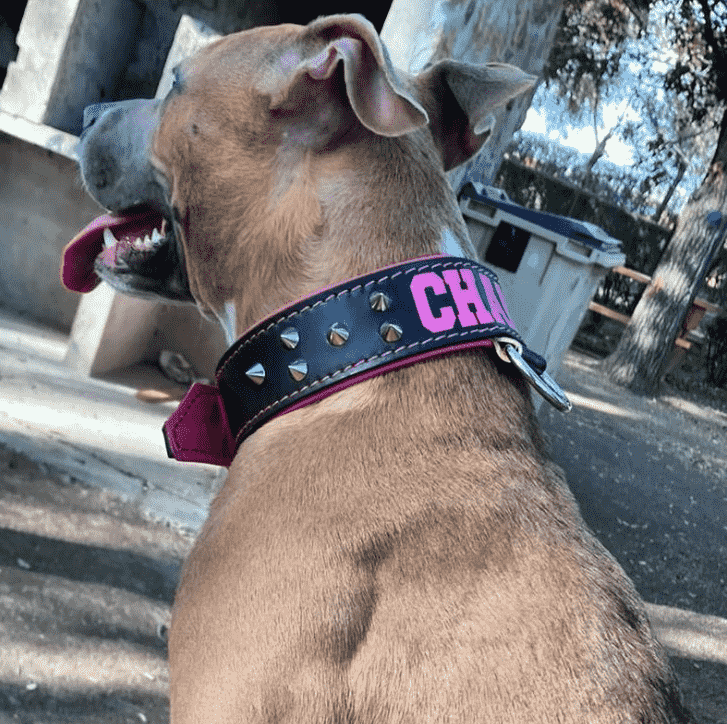 Collar para perro grande, el collar es de color negro con el nombre y el interior rosa