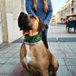 Perro grande con un collar específico para perros de gran tamaño, el collar está personalizado con el nombre y es de color verde