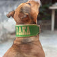 Collar para perro grande, de color verde y personalizado con el nombre en color dorado, el acolchado del collar también es de color dorado