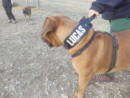 Foto de perro grande con un collar especial para perros de gran tamaño, el collar incorpora un asa y se puede personalizar con el nombre, el perro va sujeto por su dieño