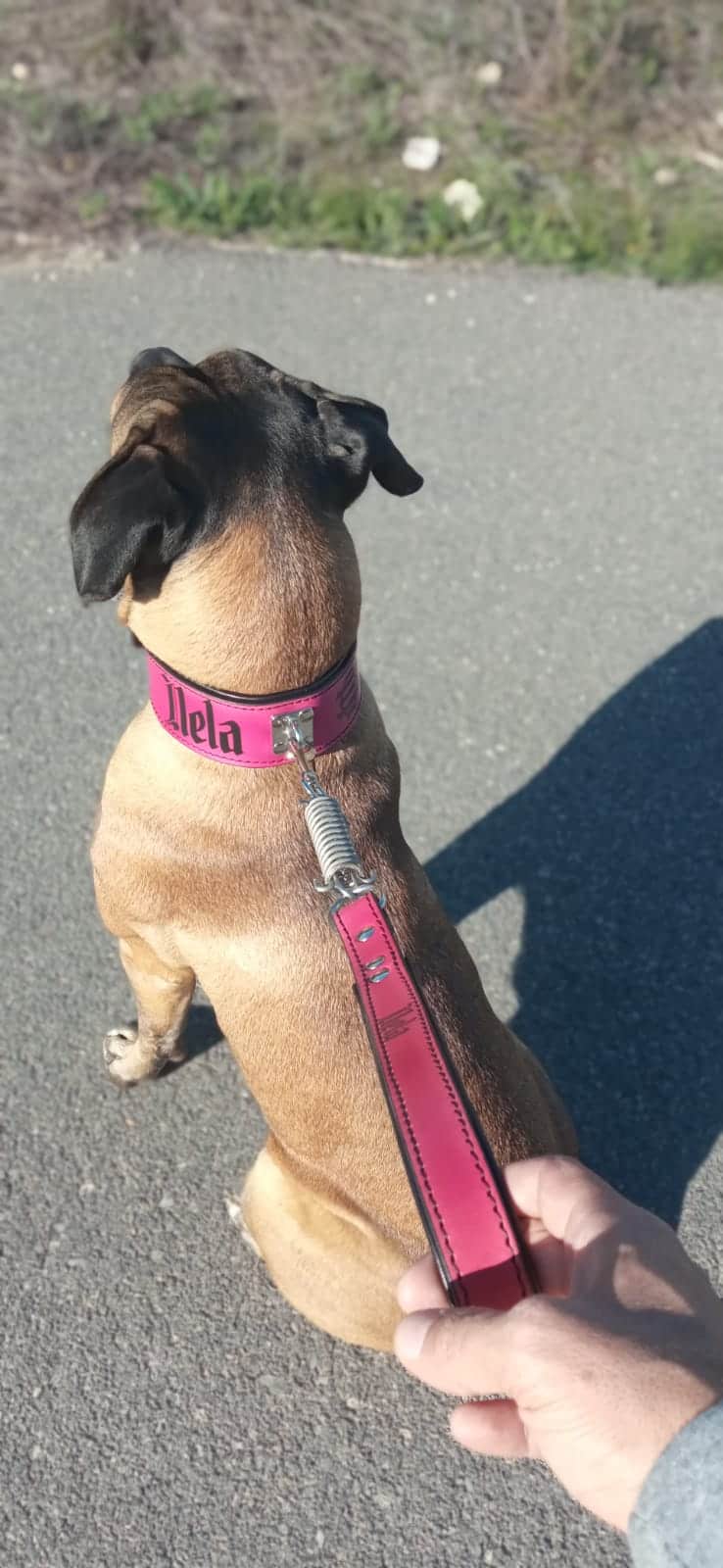Perro grande con collar específico para este tipo de perro, el collar es de color rosa y el interior negro, personalizado con el nombre, el collar va con la correa a juego.