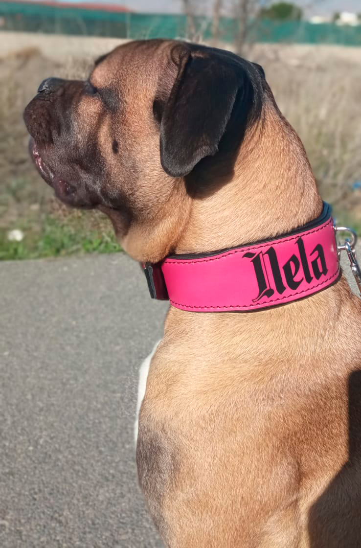 Perro grande con collar específico para este tipo de perro, el collar es de color rosa y el interior negro, personalizado con el nombre.