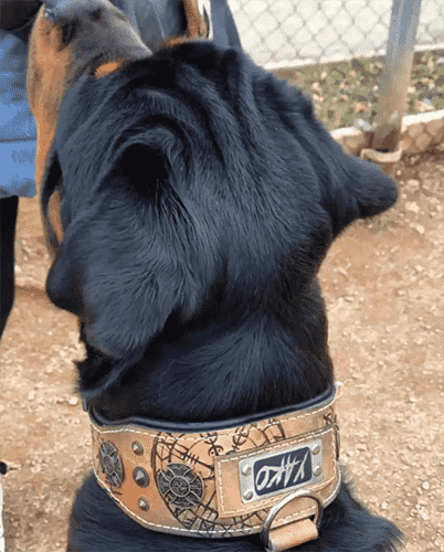 Imagen de un rottweiler con un collar específico para estas razas