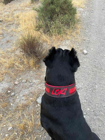 Otra imagen de un pitbull con un collar específico para esta raza