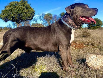 Imagen de perro pitbull con un collar específico para esta raza