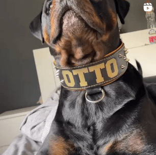 Rottweiler con un el collar puesto. Collar específico para este tipo de razas