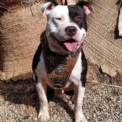 Arnés para american bully