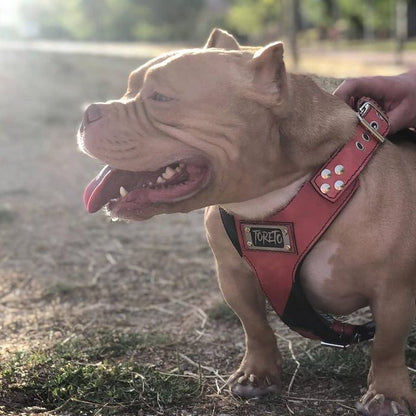 Arnés para perro personalizado