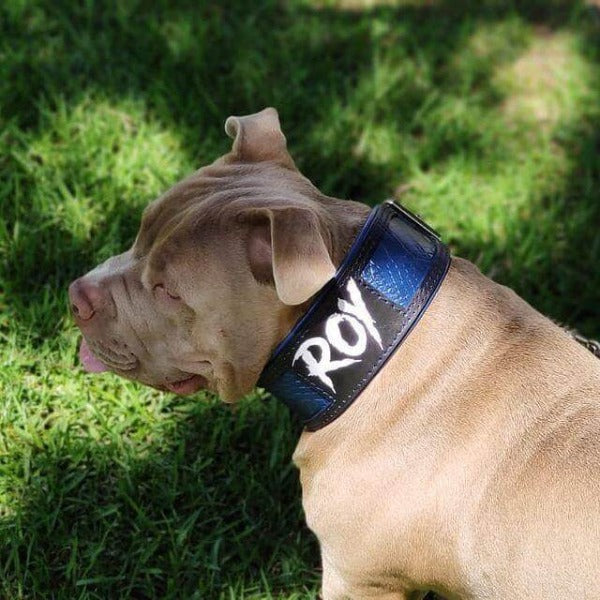 Imagen de perro american bully con un collar personalizado específico para la raza