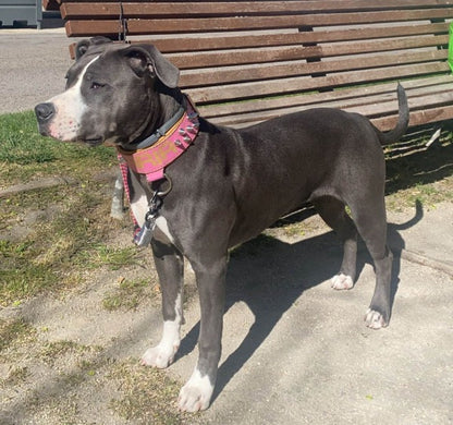 Imagen de perro hembra de raza pitbull con un collar específico para esta raza.