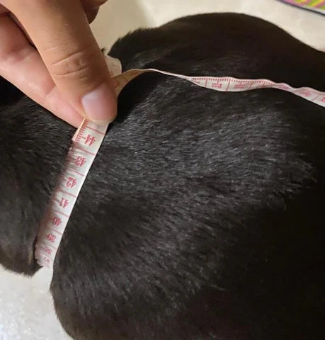 Imagen para indicar la forma de medir el cuello del perro para hacer el pedido