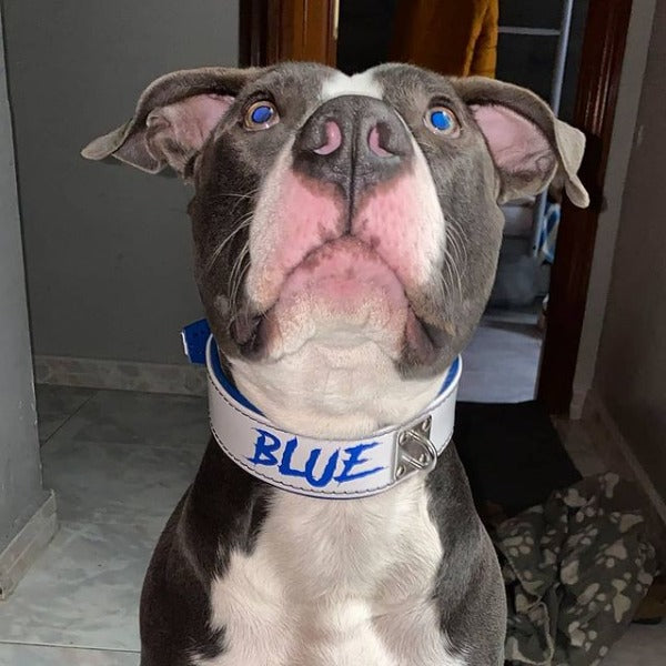 Otra imagen de un perro pitbull con un collar especialmente diseñado para pitbull