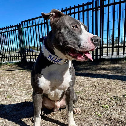 Imagen de perro pitbull con un collar específico para esta raza